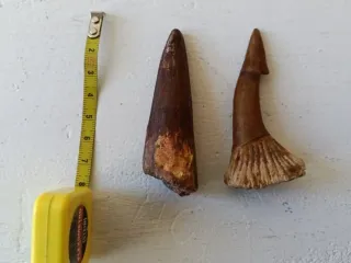 2 Dientes Fósiles Espinosaurio Onchoprists 7.5 cm