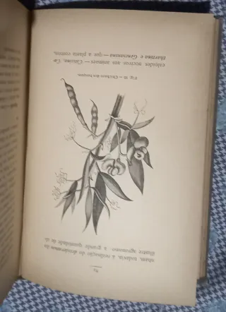 As melhores forragens, por A. M. Lopes de Carvalho