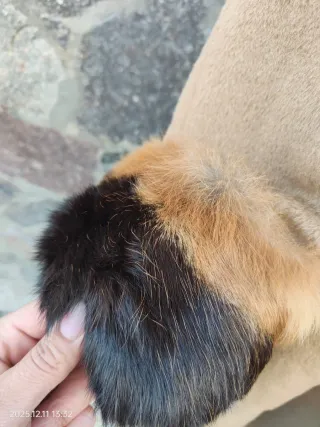 Cappotto Lana Vergine Donna Cammello