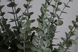 24 Ramas Eucalipto Artificial para Decorar Navidad