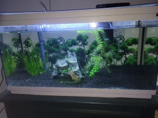 Acuario 100L con todo