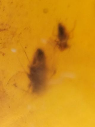 Varias inclusiones Ámbar Fósil Birmano Cretácico