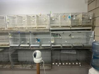 Silvestrismo Tutto il necessario, gabbie, gabbie.