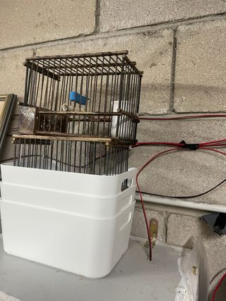 Silvestrismo Tutto il necessario, gabbie, gabbie.