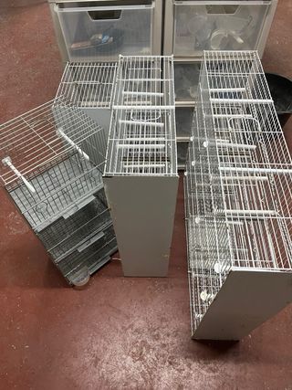 Silvestrismo Tutto il necessario, gabbie, gabbie.