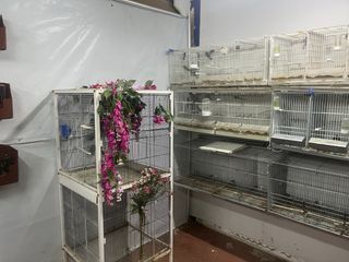 Silvestrismo Tutto il necessario, gabbie, gabbie.