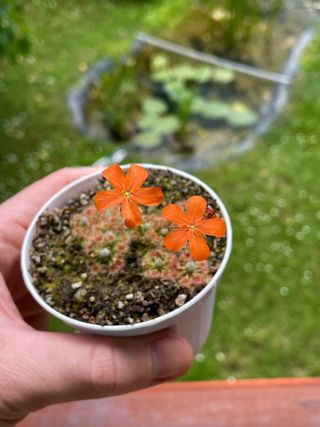 GEMME di Drosere pigmee