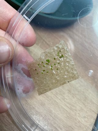 GEMME di Drosere pigmee