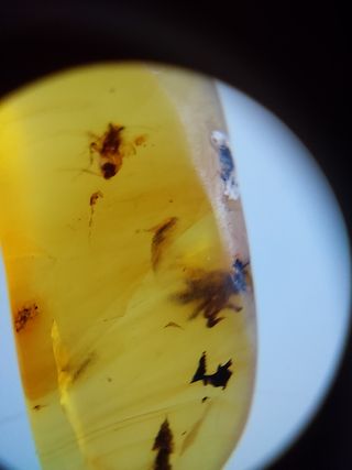 Ámbar birmano Cretácico 99 Ma