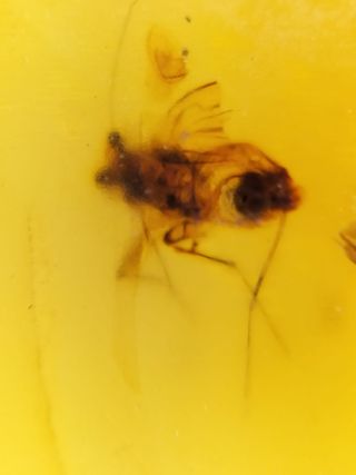 Ámbar birmano Cretácico 99 Ma