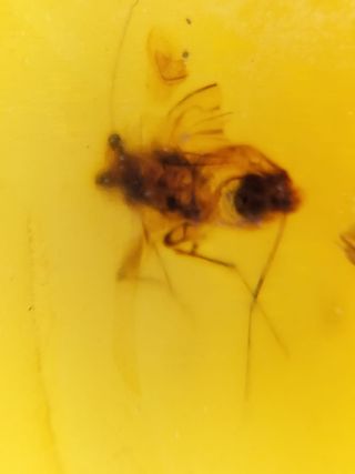 Ámbar birmano Cretácico 99 Ma