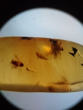 Ámbar birmano Cretácico 99 Ma