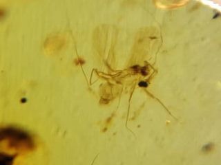 Ámbar Fósil Birmano Cretácico 99 Ma