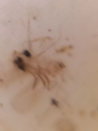 Ámbar Fósil Birmano Cretácico 99 Ma