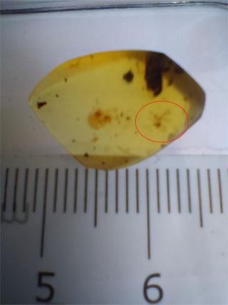 Ámbar Fósil Birmano Cretácico 99 Ma