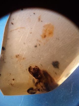 Ámbar Fósil Birmano Cretácico 99 Ma