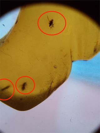 Ámbar Fósil Inclusiones Cretácico Birmano