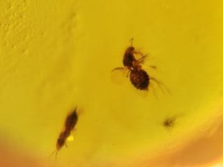 Ámbar Fósil Inclusiones Cretácico Birmano