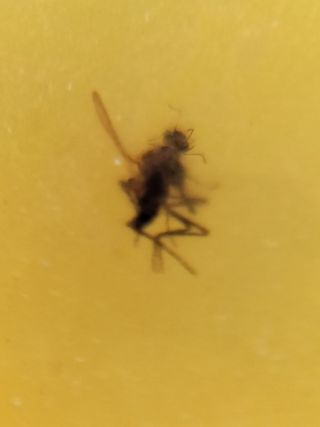 Ámbar Fósil Inclusiones Cretácico Birmano