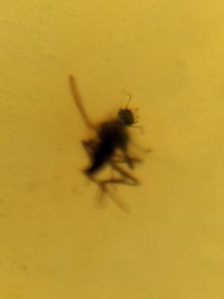 Ámbar Fósil Inclusiones Cretácico Birmano