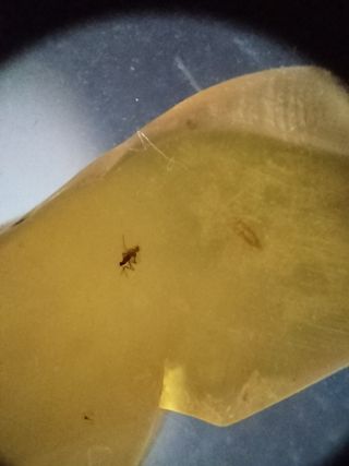 Ámbar Fósil Inclusiones Cretácico Birmano