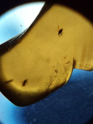 Ámbar Fósil Inclusiones Cretácico Birmano