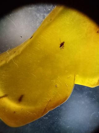 Ámbar Fósil Inclusiones Cretácico Birmano