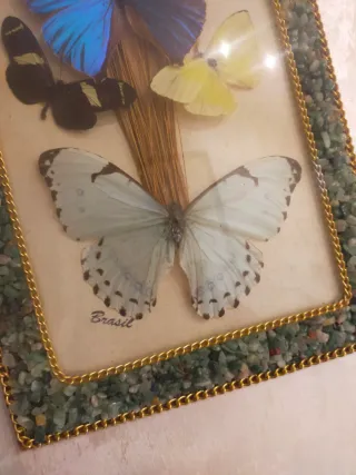 Quadro farfalle Brasil