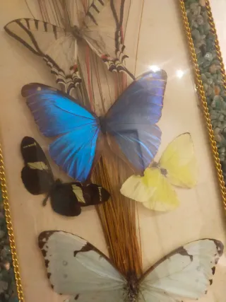 Quadro farfalle Brasil