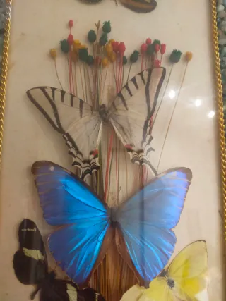 Quadro farfalle Brasil