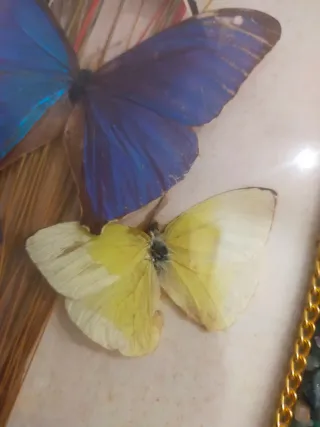 Quadro farfalle Brasil