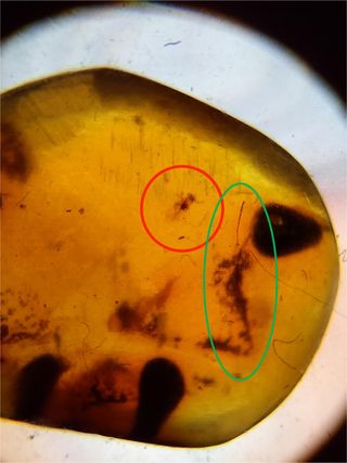 Ámbar Fósil Cretácico con Inclusiones