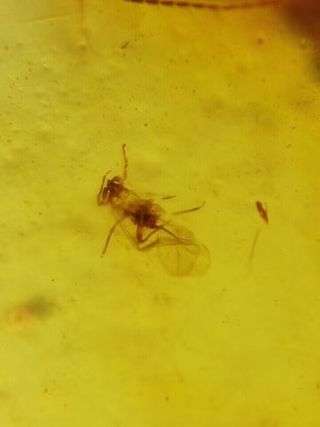 Ámbar Fósil Cretácico con Inclusiones