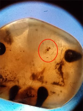 Ámbar Fósil Cretácico con Inclusiones