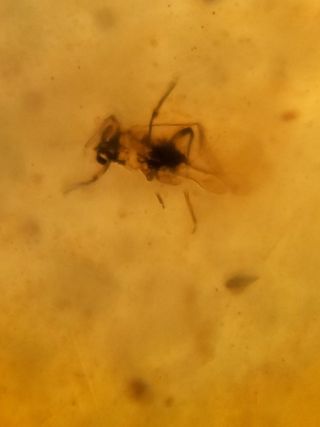 Ámbar Fósil Cretácico con Inclusiones