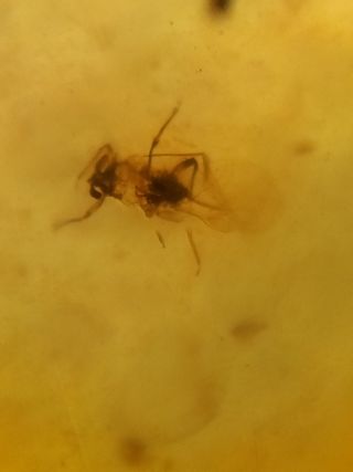 Ámbar Fósil Cretácico con Inclusiones