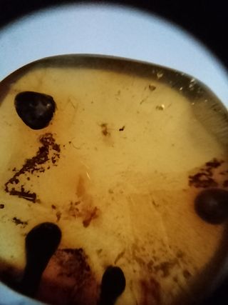 Ámbar Fósil Cretácico con Inclusiones