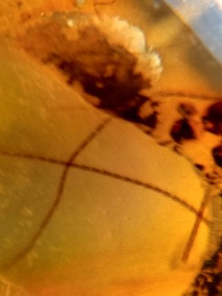 Burbujas + inclusiones ámbar birmano cretácico