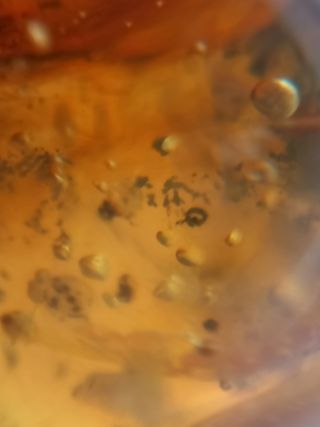 Burbujas + inclusiones ámbar birmano cretácico