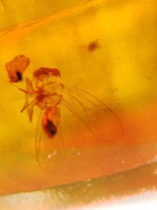 Ámbar Fósil con Insecto Cretácico