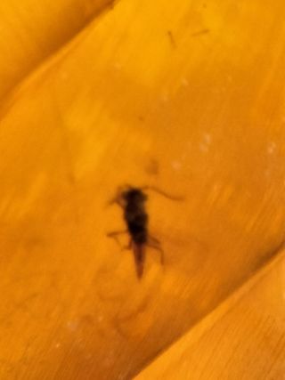 Ámbar Fósil con Insecto Cretácico