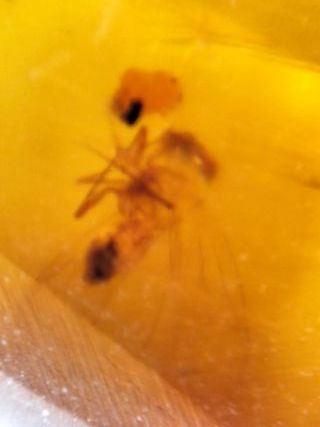 Ámbar Fósil con Insecto Cretácico