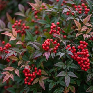 Semillas Bambú Sagrado Nandina Domestica