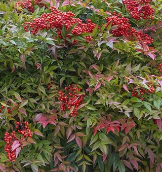 Semillas Bambú Sagrado Nandina Domestica