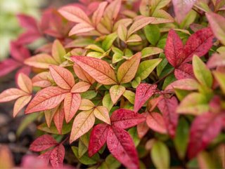 Semillas Bambú Sagrado Nandina Domestica