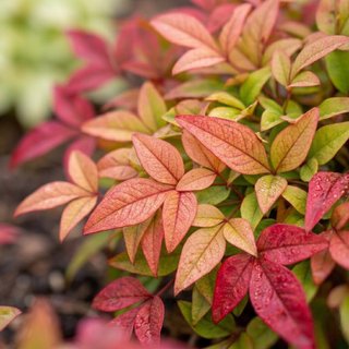 Semillas Bambú Sagrado Nandina Domestica