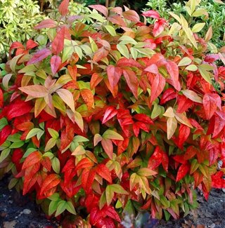 Semillas Bambú Sagrado Nandina Domestica