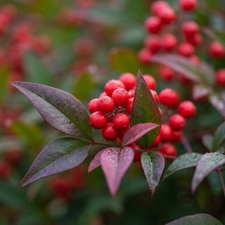 Semillas Bambú Sagrado Nandina Domestica
