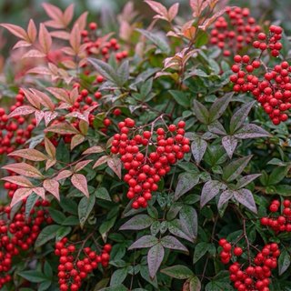 Semillas Bambú Sagrado Nandina Domestica