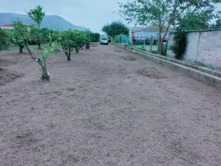 Desbroce y Limpieza de Naranjos